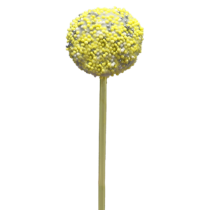 https://mysweetdna.gr/wp-content/uploads/2023/03/cake-pop-vanilla--300x300.png